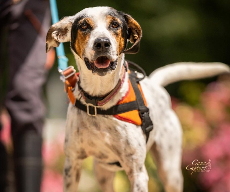 Orya - Chien à adopter