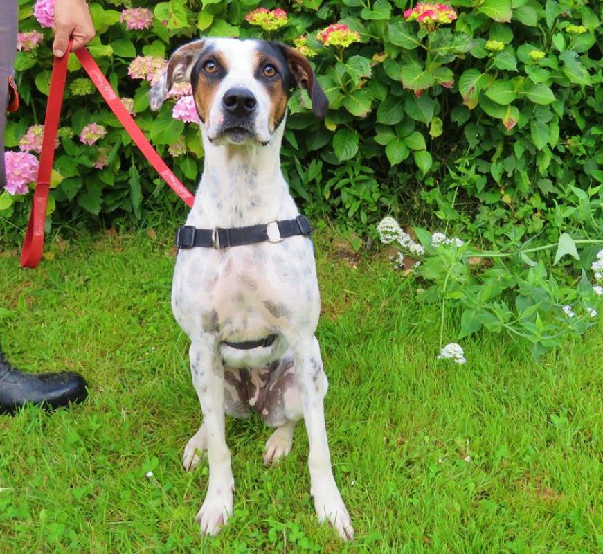 Orya - Chien à adopter - photo 4