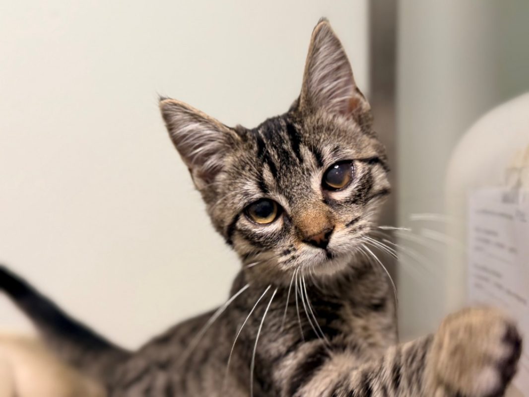 Atol - Chat Européen à adopter