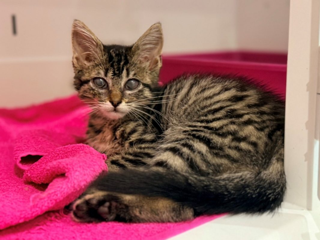 Atol - Chat Européen à adopter - photo 3