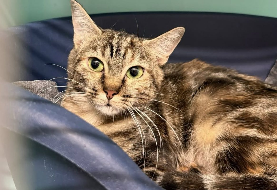 Myrtille - Chat Européen à adopter