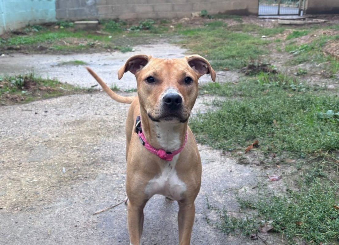 BaÏka - Chien à adopter