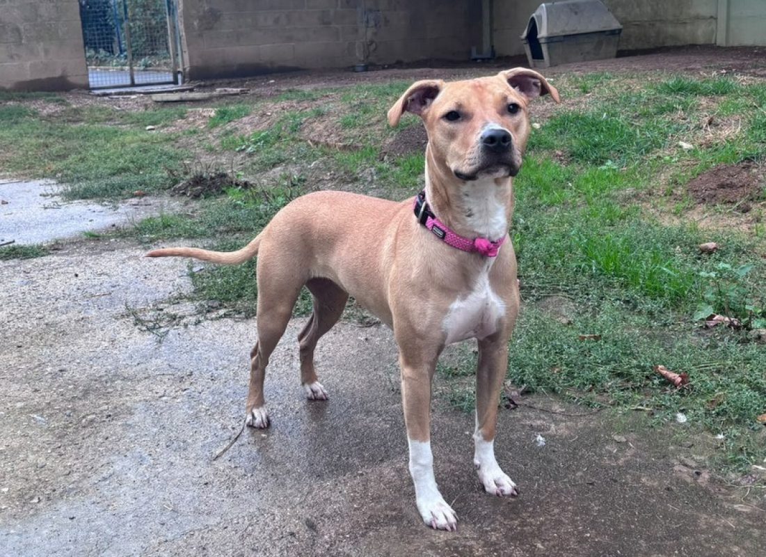 BaÏka - Chien à adopter - photo 2