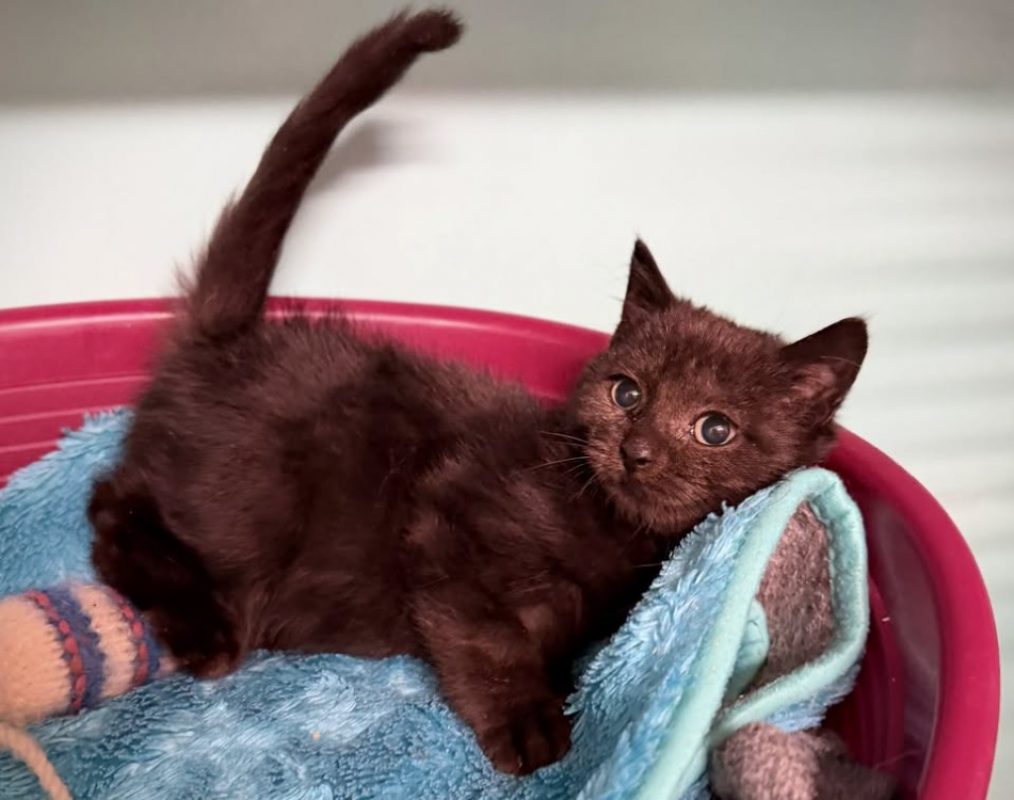 Hallebarde - Chat Européen à adopter