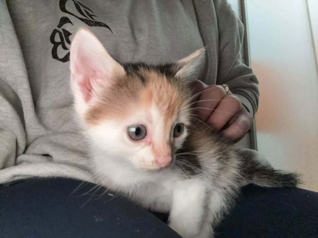 Luna - Chat à adopter - photo 3
