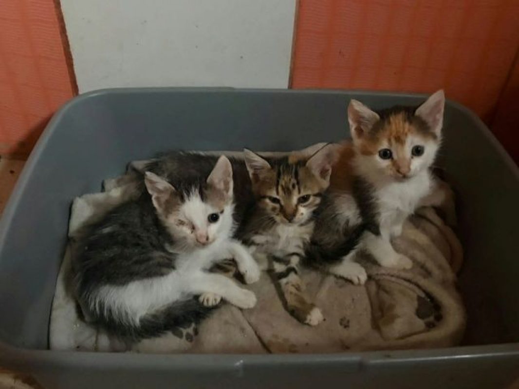 Luna - Chat à adopter