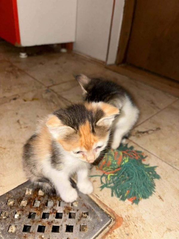Luna - Chat à adopter - photo 2