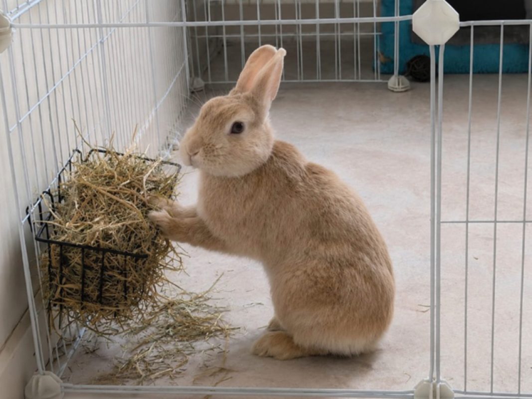Chablis - Rongeur Lapin à adopter