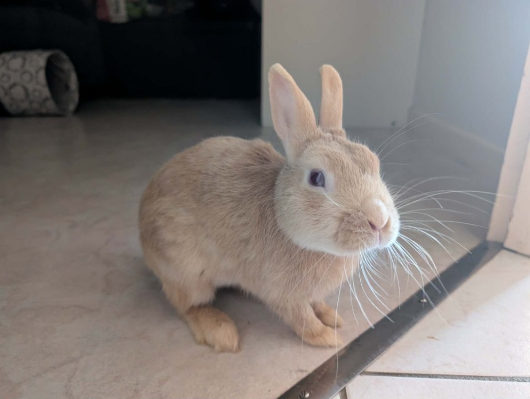 Chablis - Rongeur Lapin à adopter - photo 2