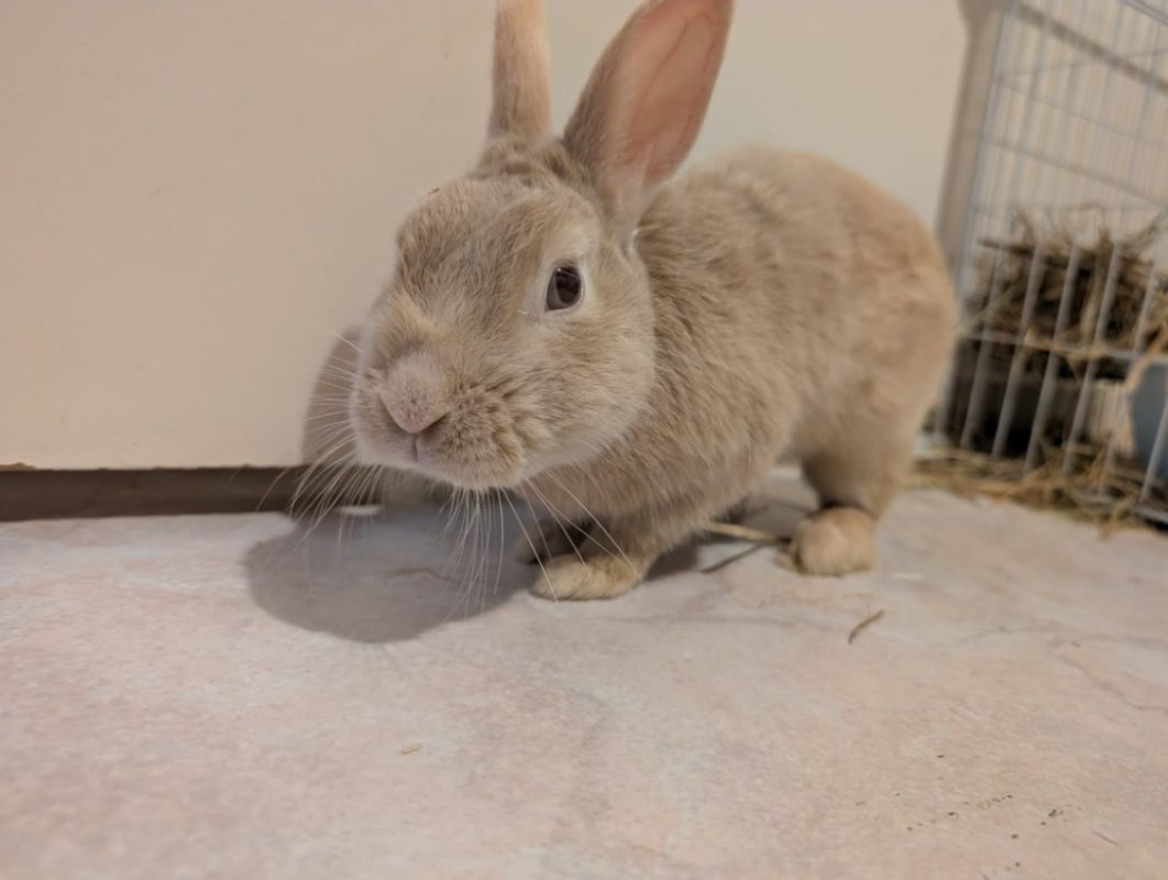 Chablis - Rongeur Lapin à adopter - photo 3