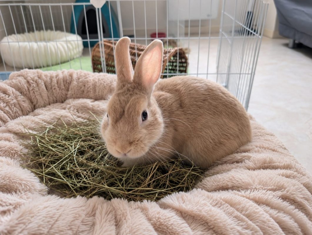 Chablis - Rongeur Lapin à adopter - photo 4