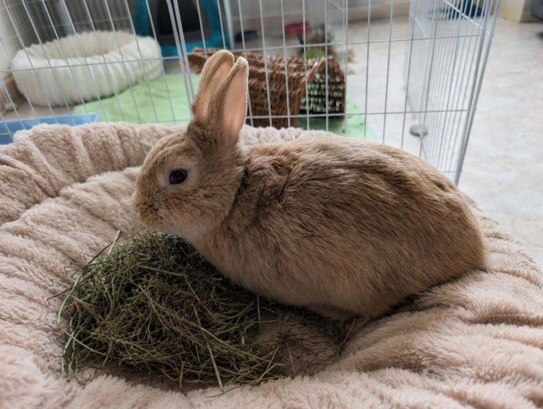 Chablis - Rongeur Lapin à adopter - photo 5