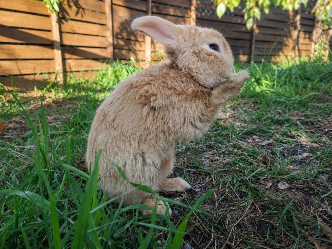 Chablis - Rongeur Lapin à adopter - photo 6