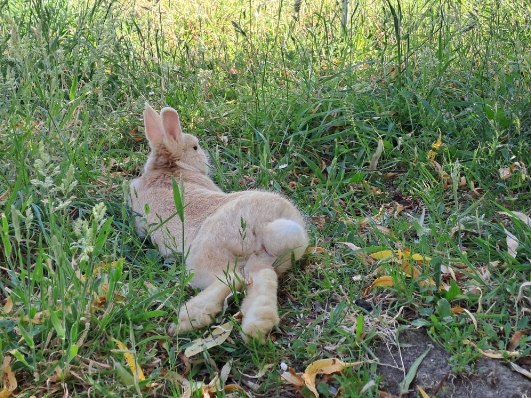 Chablis - Rongeur Lapin à adopter - photo 7