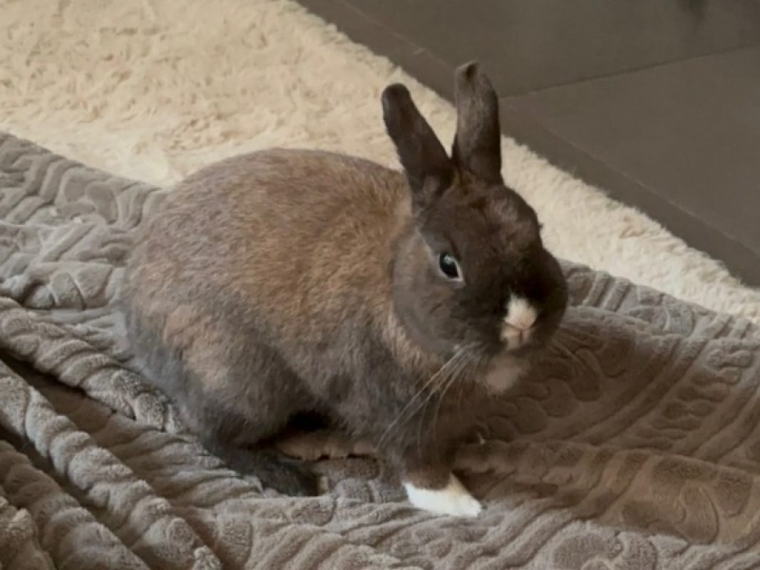 Tchoupi - Rongeur Lapin à adopter