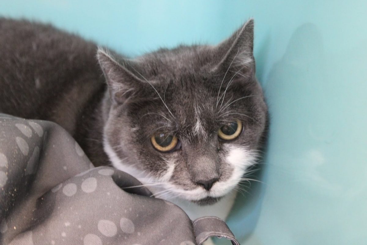 Grisette - Chat Européen à adopter