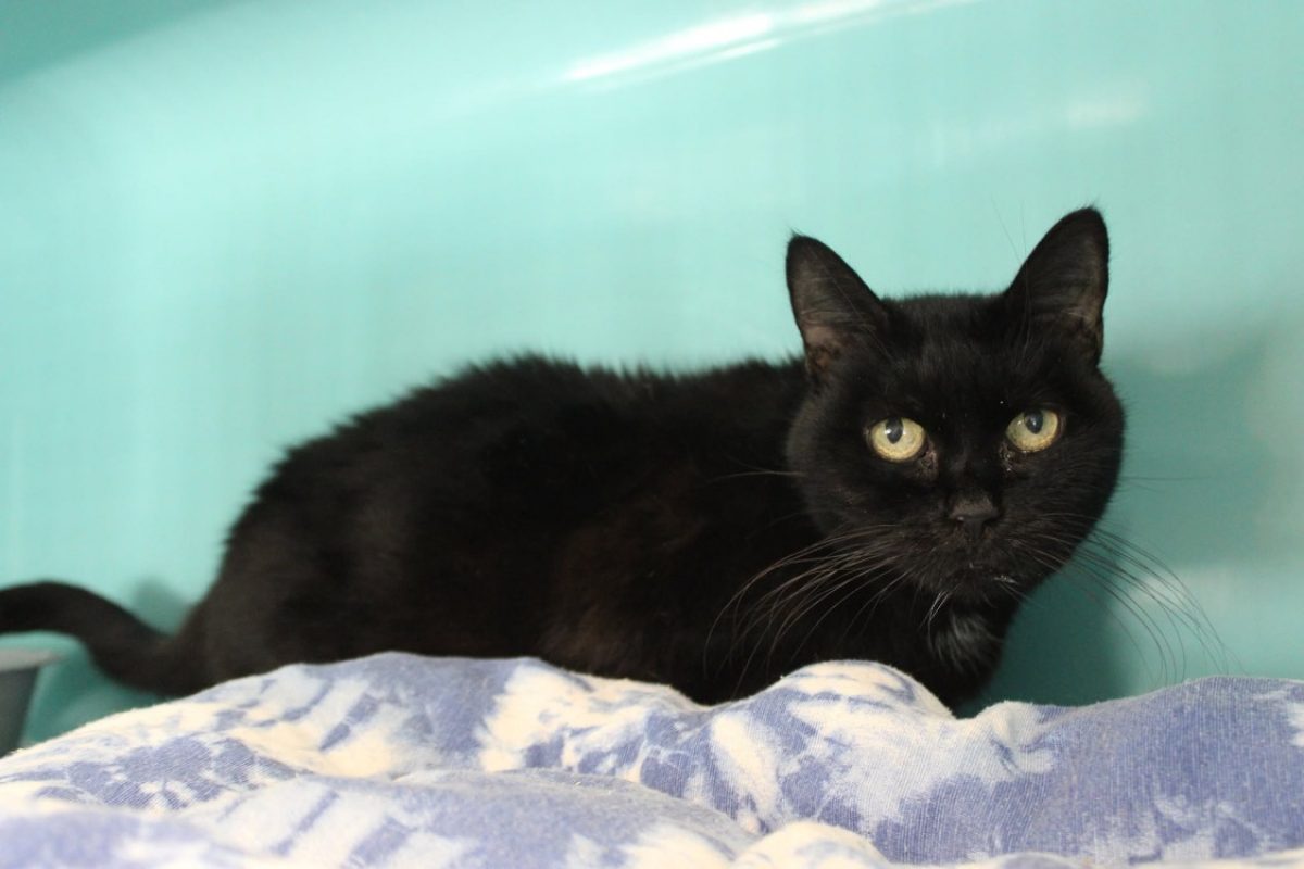 Noisette - Chat Européen à adopter - photo 2