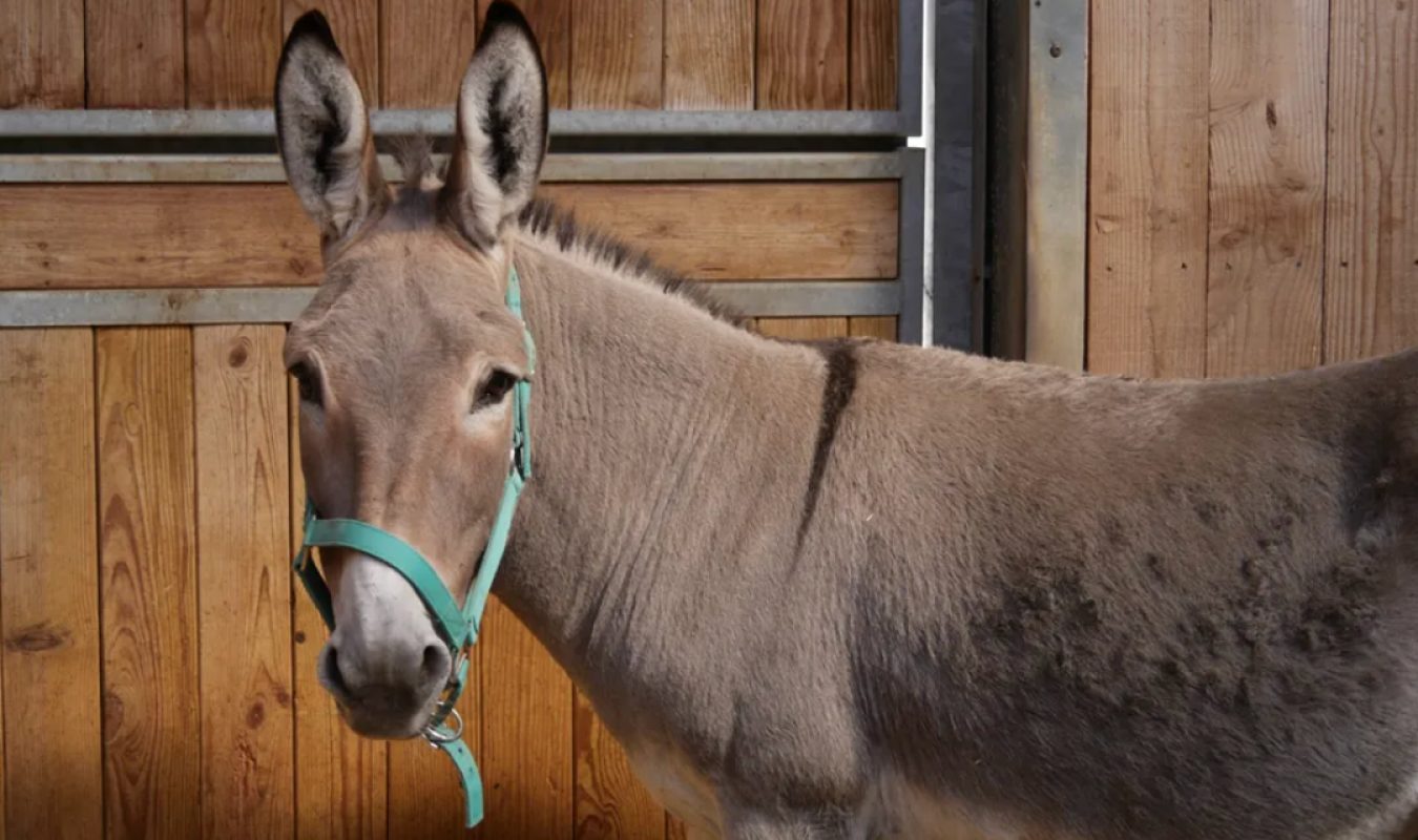 SaraÏ - Equidé Ane à adopter