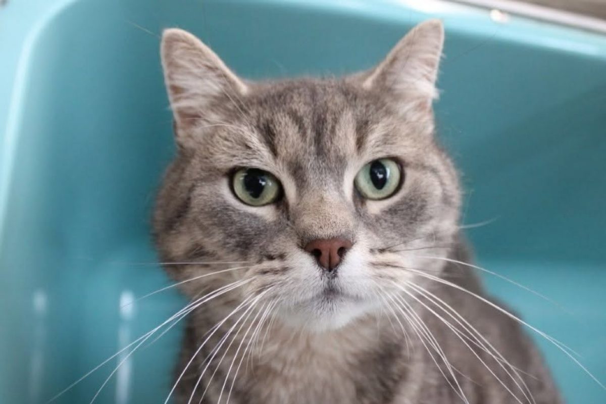 David - Chat Européen à adopter