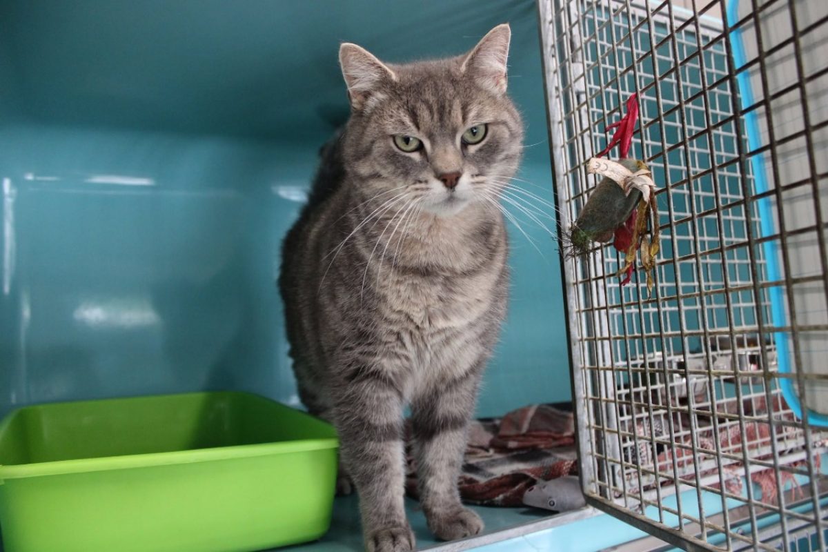 David - Chat Européen à adopter - photo 2