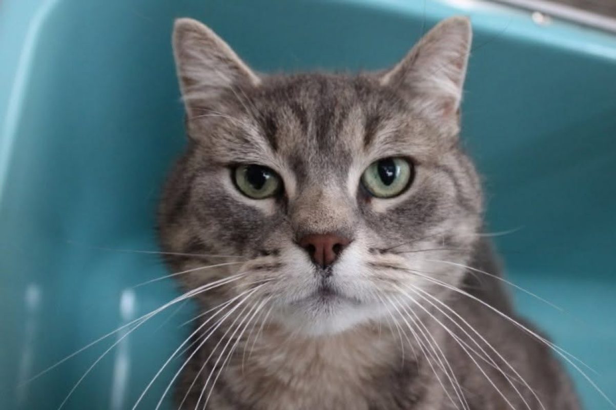 David - Chat Européen à adopter - photo 3