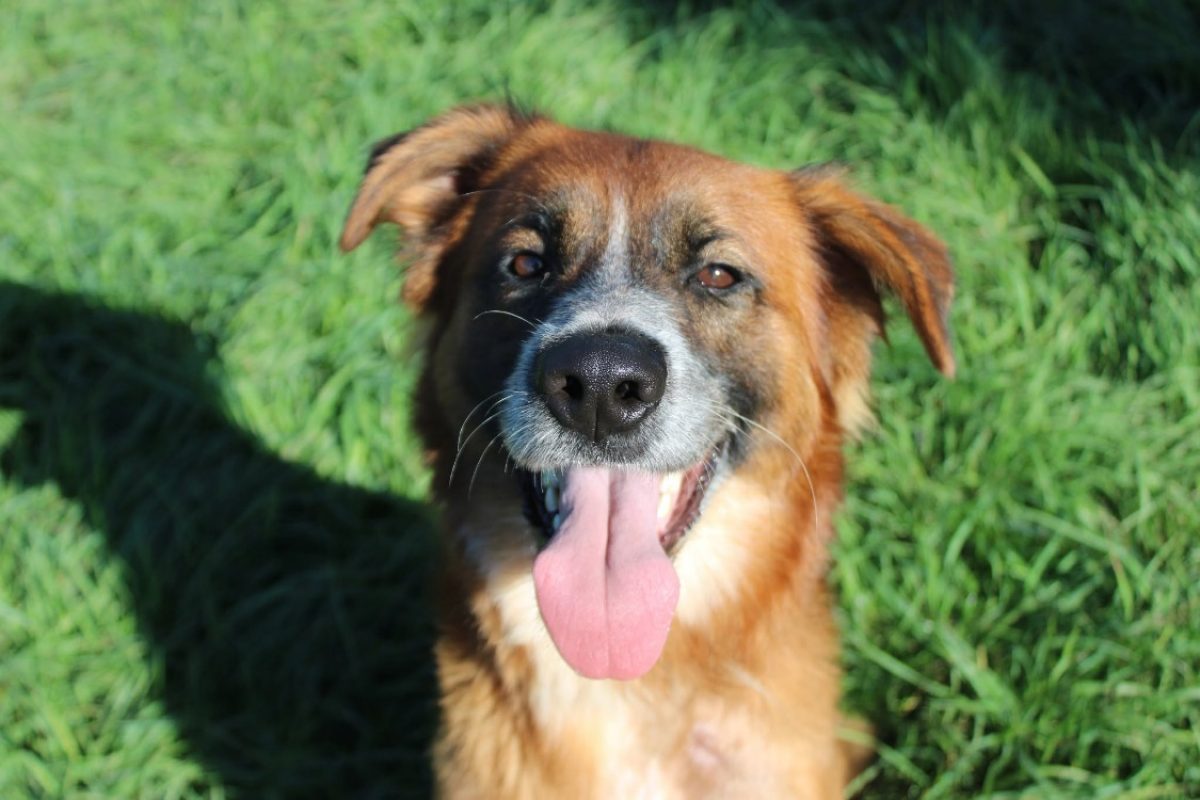 Hector - Chien à adopter