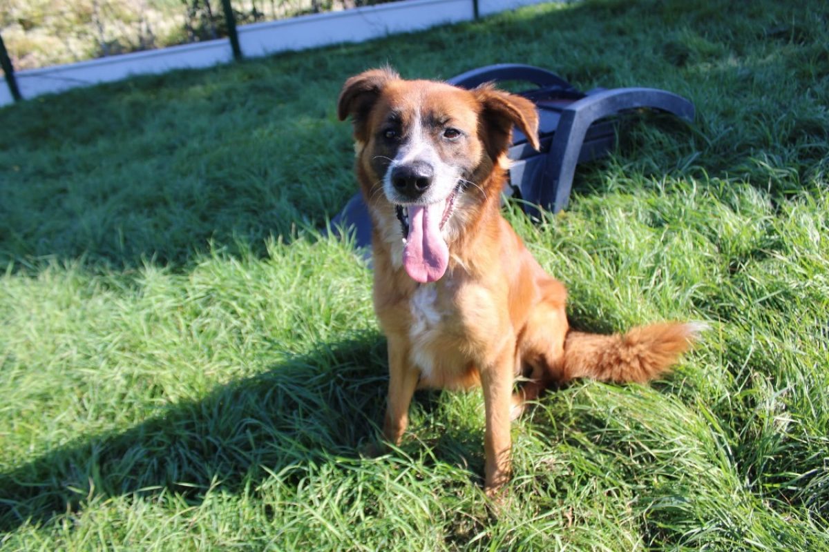 Hector - Chien à adopter - photo 2