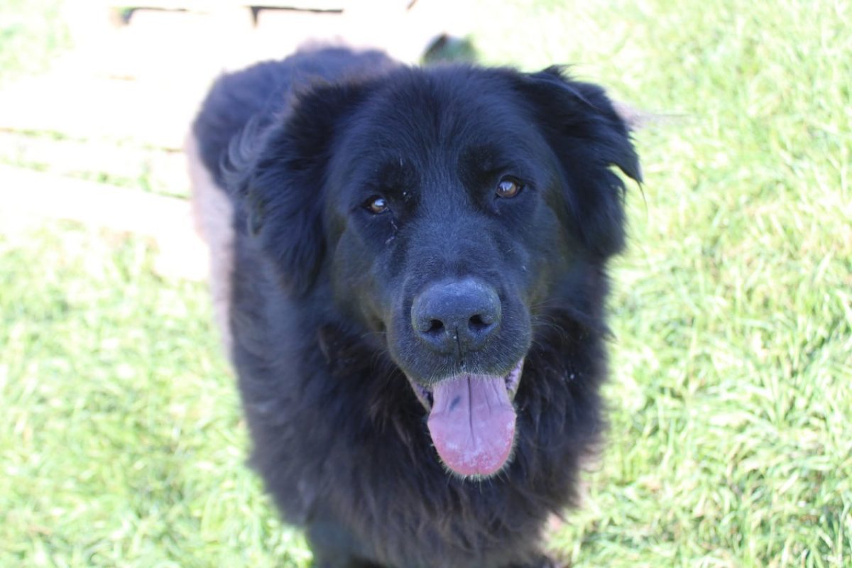 Chewbacca - Chien à adopter