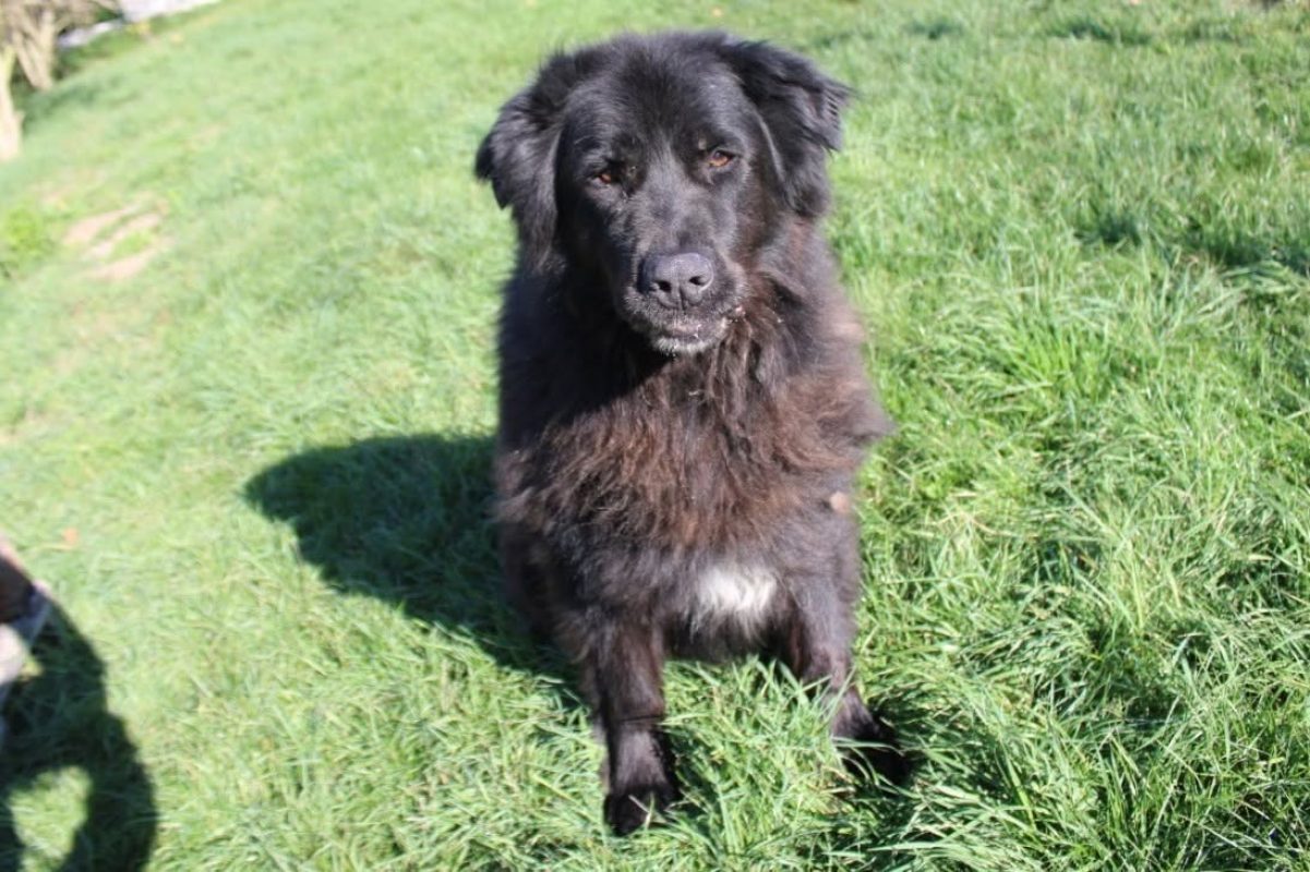 Chewbacca - Chien à adopter - photo 2