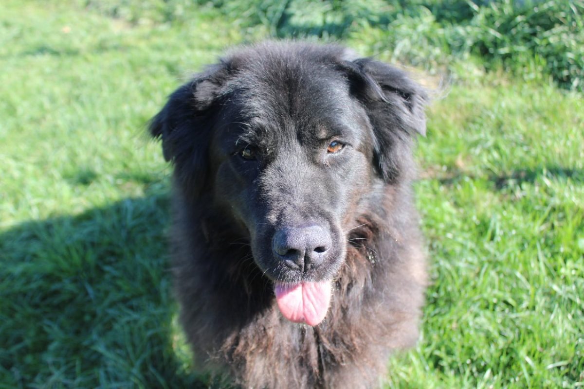 Chewbacca - Chien à adopter - photo 3