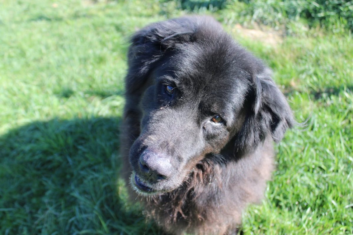 Chewbacca - Chien à adopter - photo 4