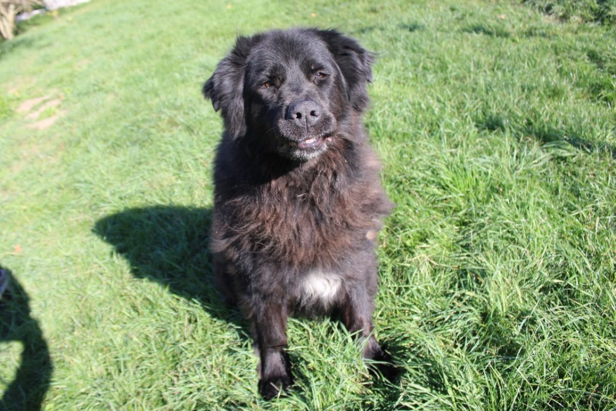 Chewbacca - Chien à adopter - photo 5