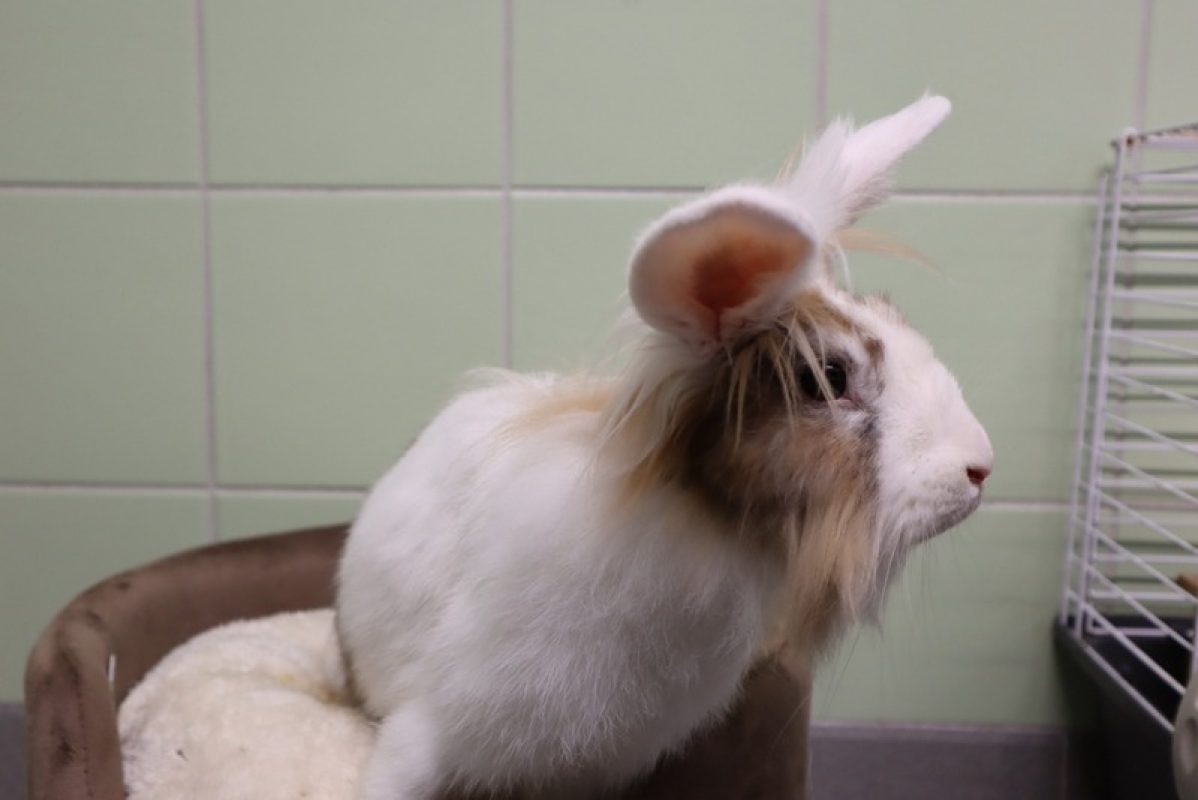 Cindy - Rongeur Lapin à adopter