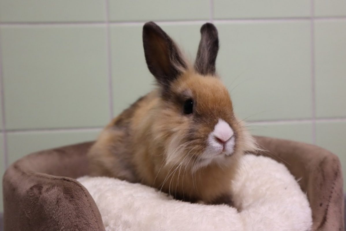 Lea - Rongeur Lapin à adopter