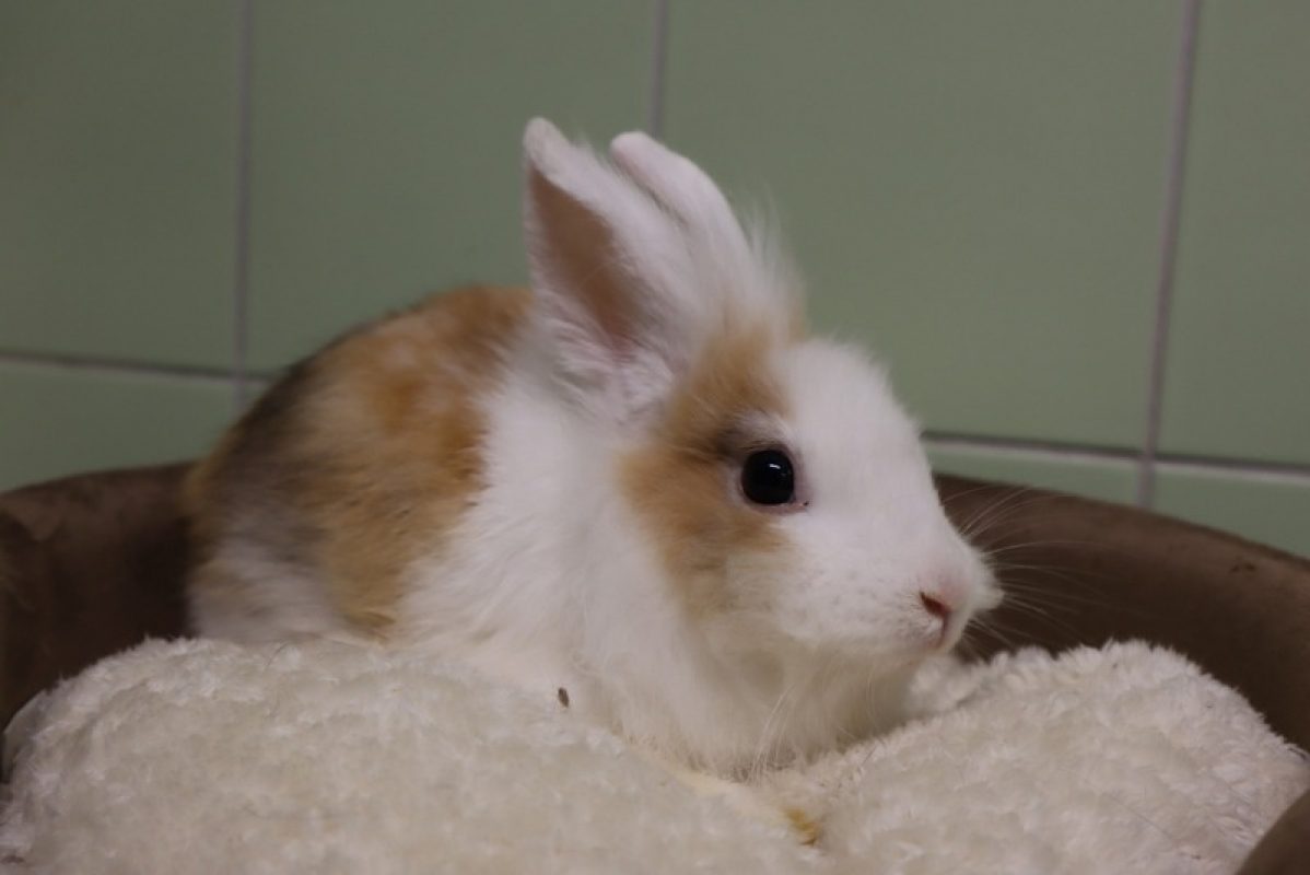 Enzo - Rongeur Lapin à adopter