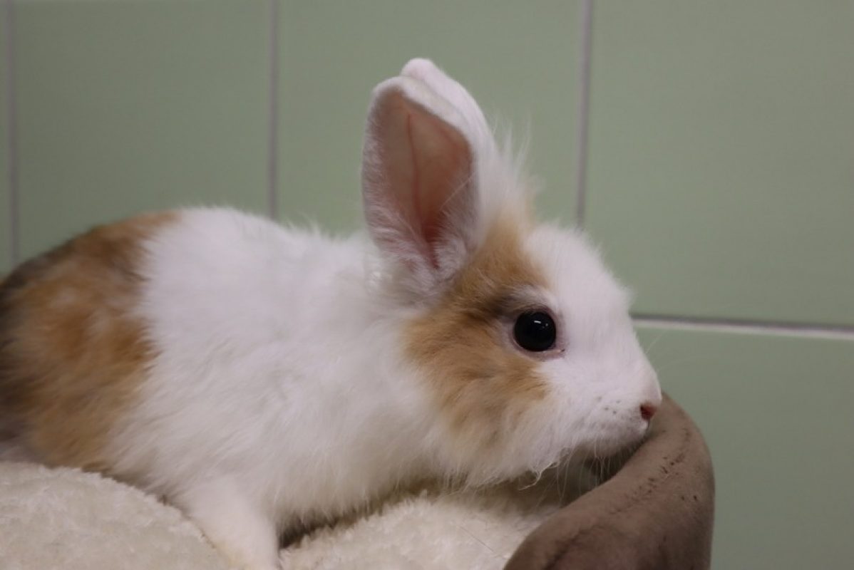 Enzo - Rongeur Lapin à adopter - photo 2