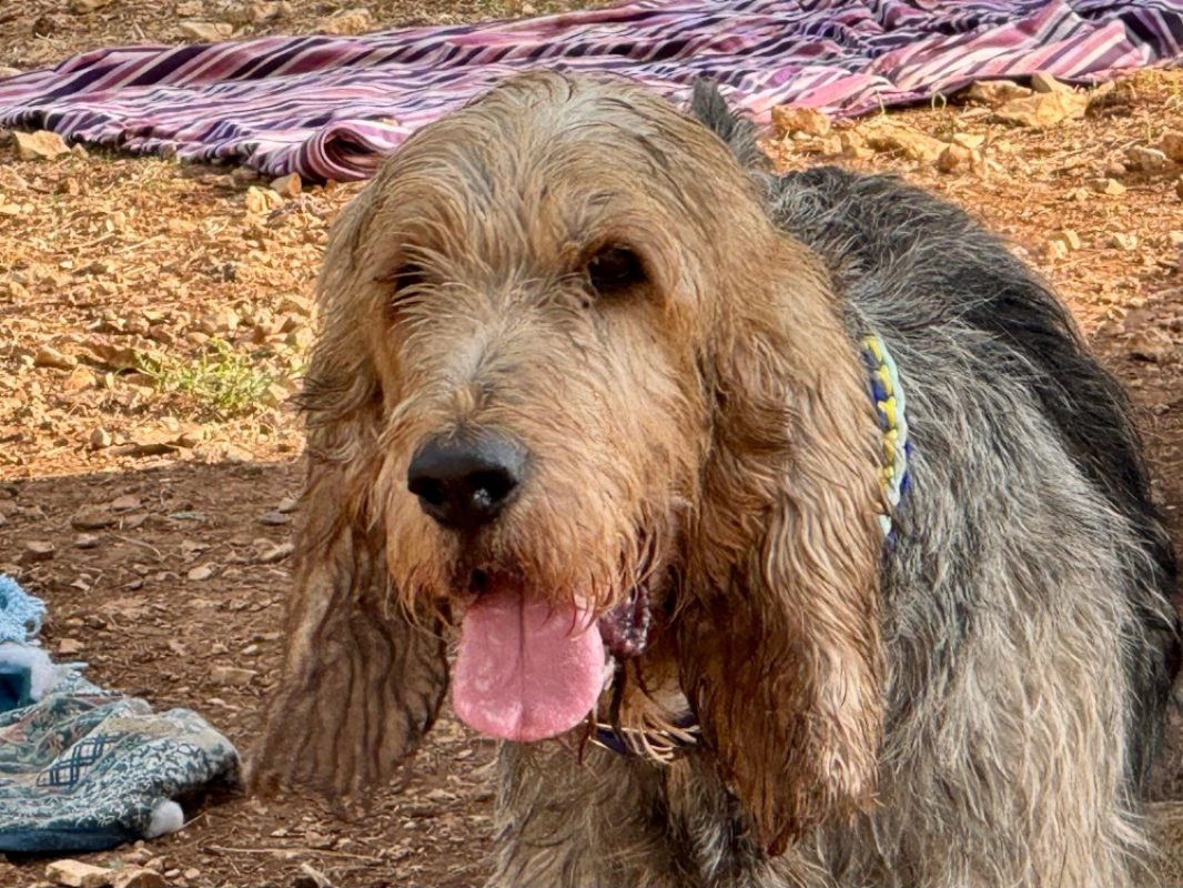 Basil - Chien Griffon Nivernais à adopter - photo 4