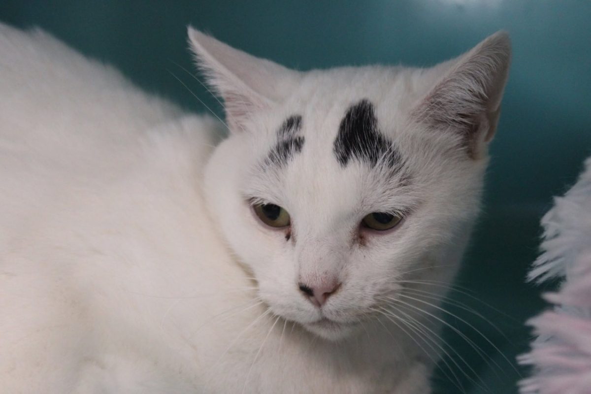 Chipie - Chat Européen à adopter