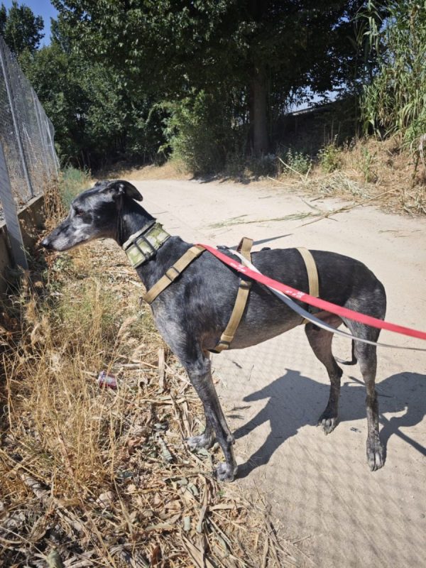 MIZU - Chien Galgo à adopter - photo 5