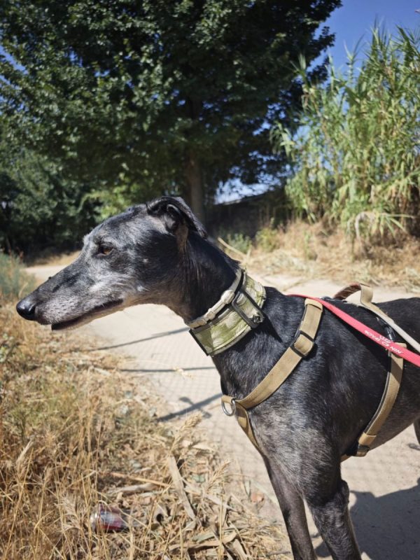 MIZU - Chien Galgo à adopter - photo 3