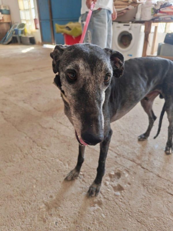 MIZU - Chien Galgo à adopter - photo 2