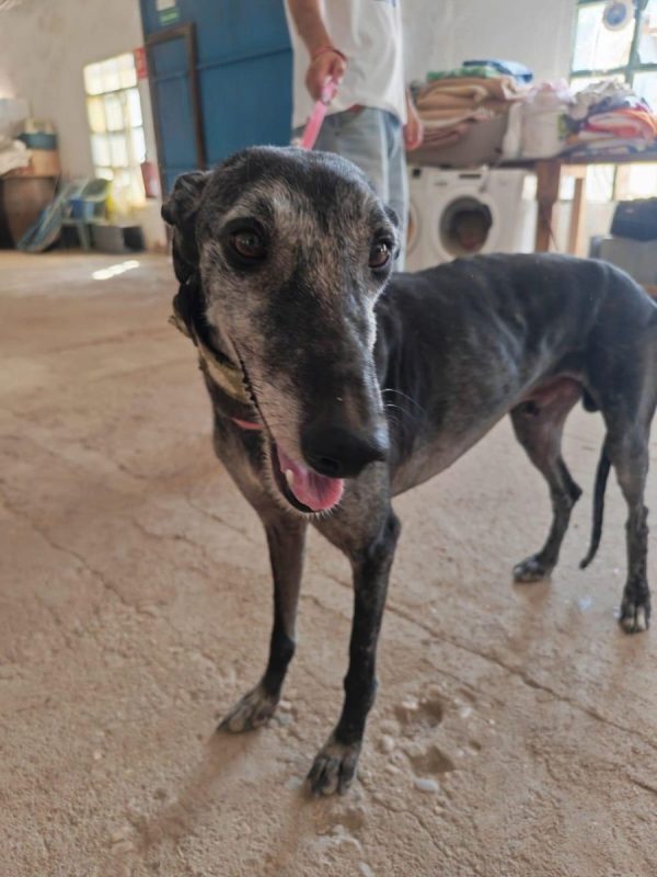 MIZU - Chien Galgo à adopter