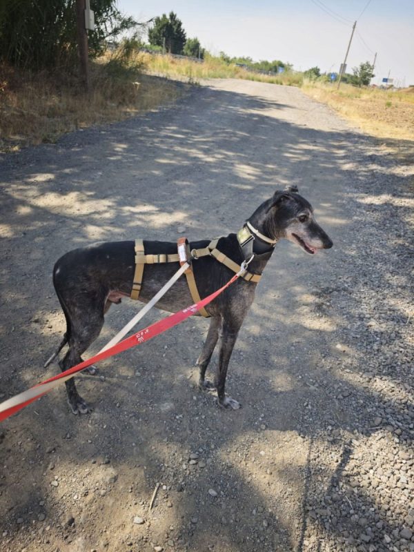 MIZU - Chien Galgo à adopter - photo 4
