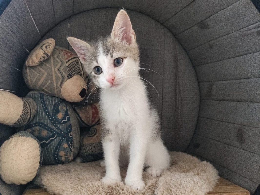 Tivio - Chat Européen à adopter