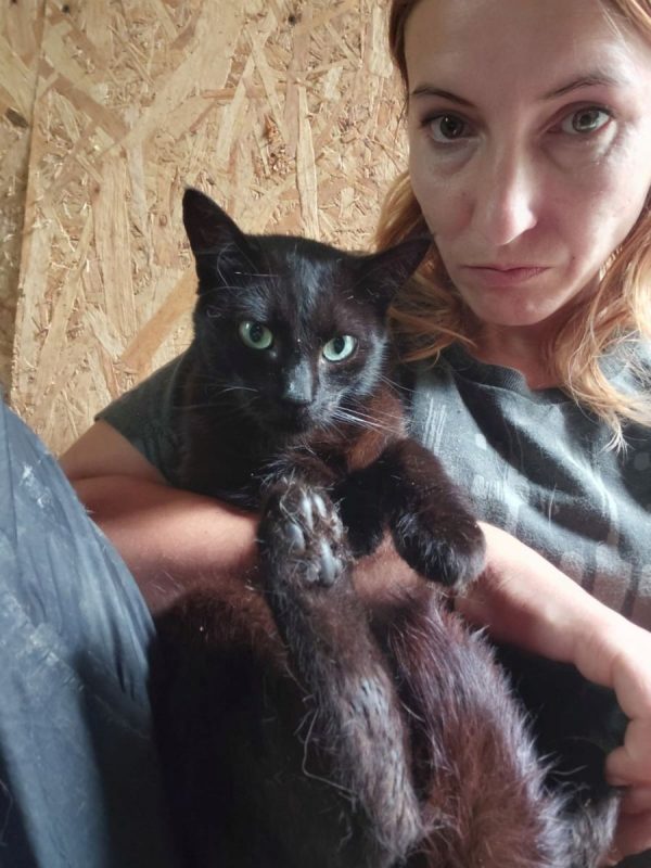 Zach - Chat à adopter