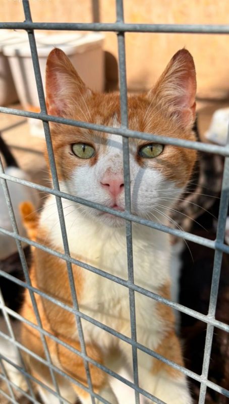 O'Malley - Chat à adopter