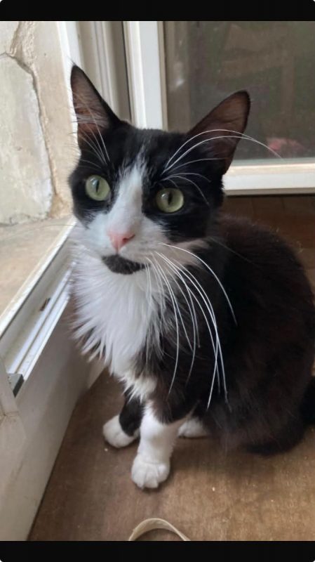 jules - Chat Européen à adopter - photo 2