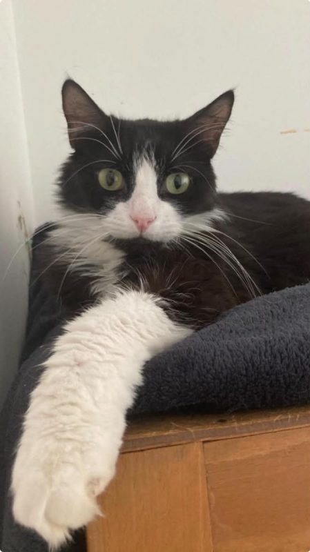 jules - Chat Européen à adopter - photo 5