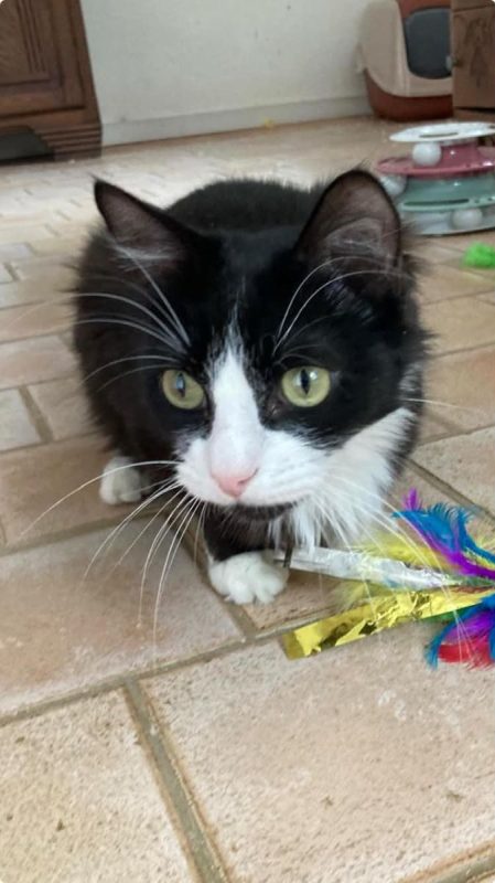 jules - Chat Européen à adopter - photo 6