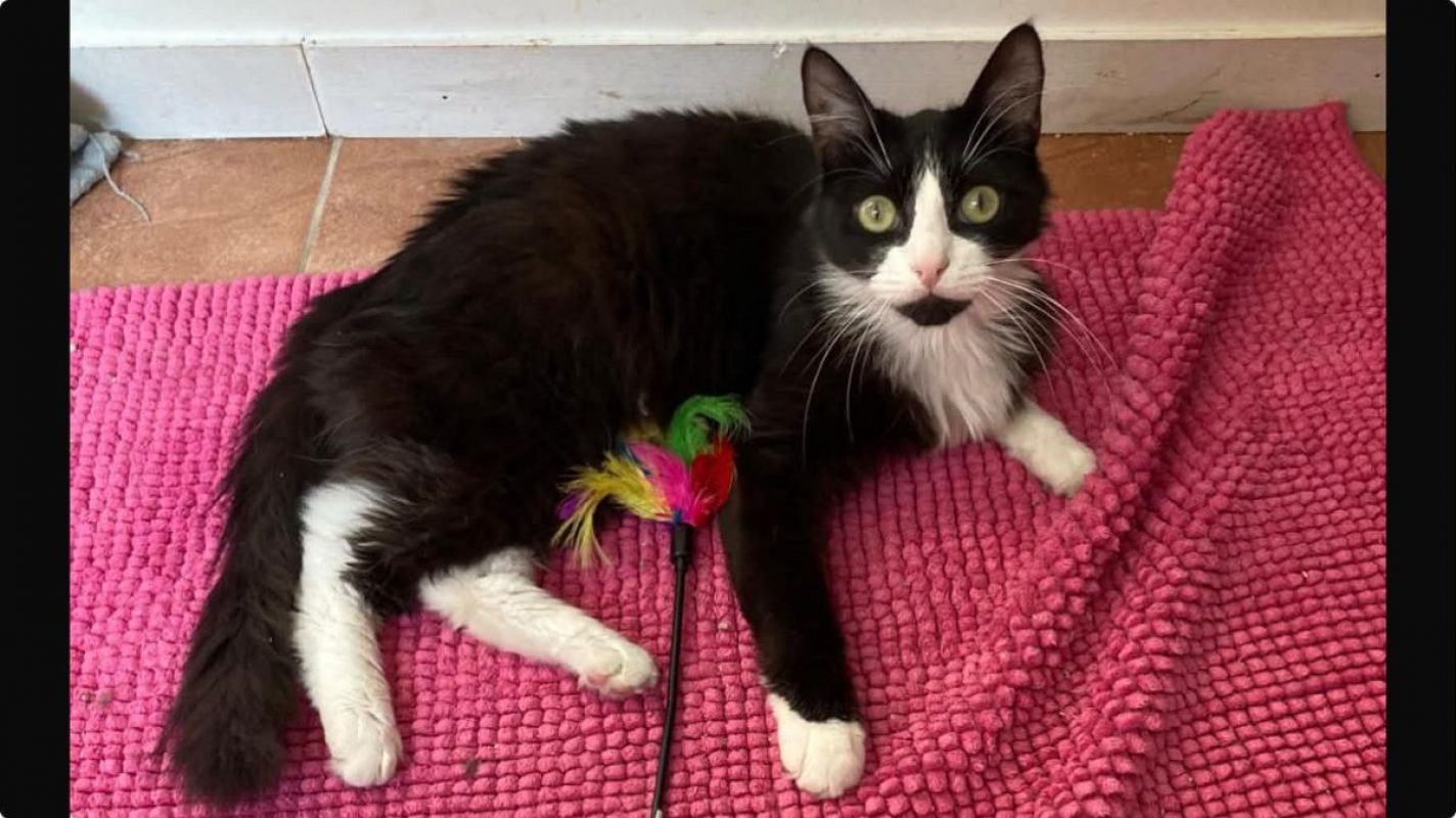 jules - Chat Européen à adopter - photo 4